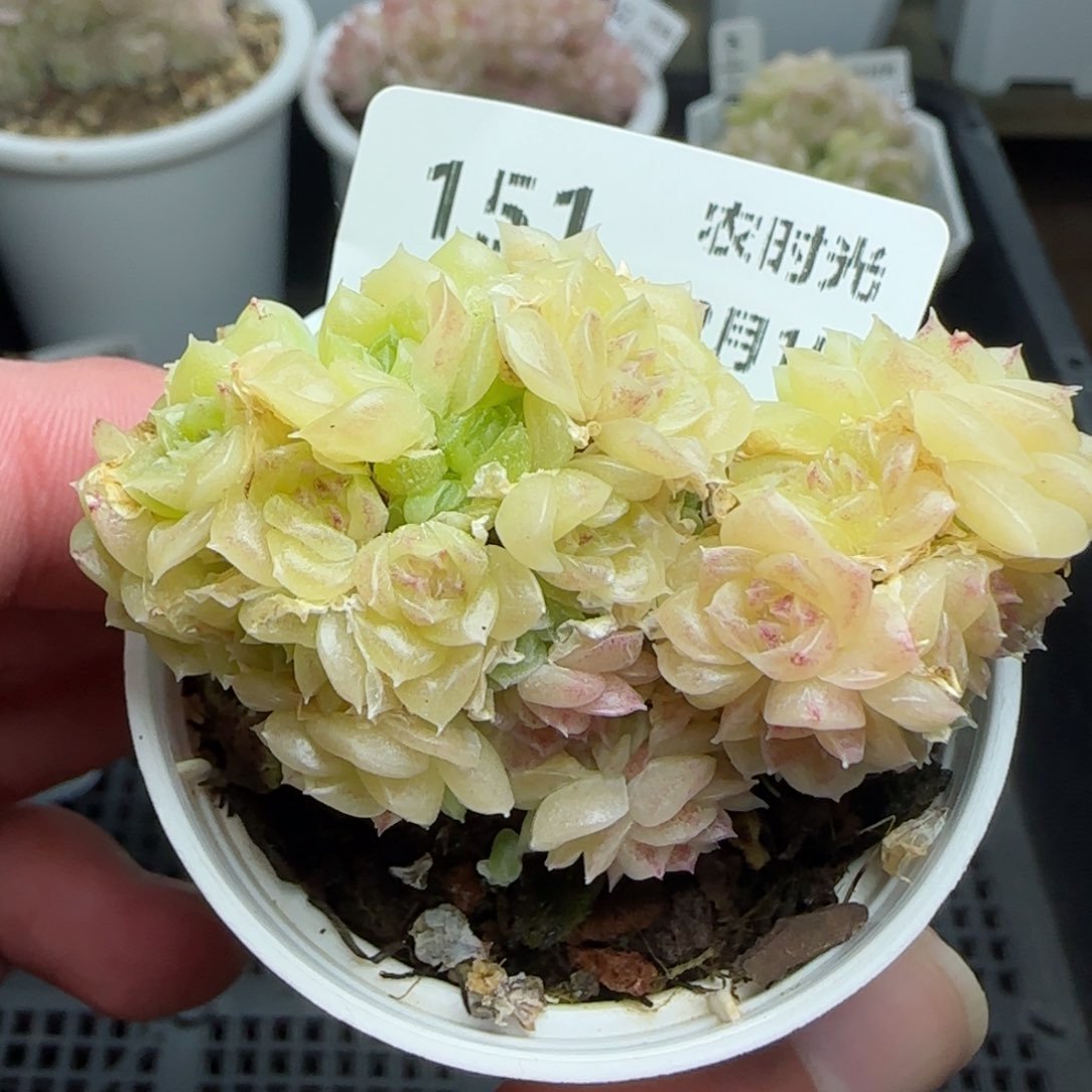 0215-151珠光麦秆