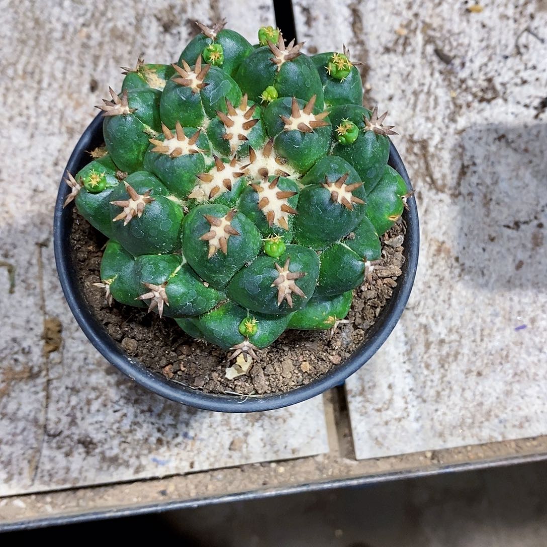 招***儿无花朵香牙11111111111111111个