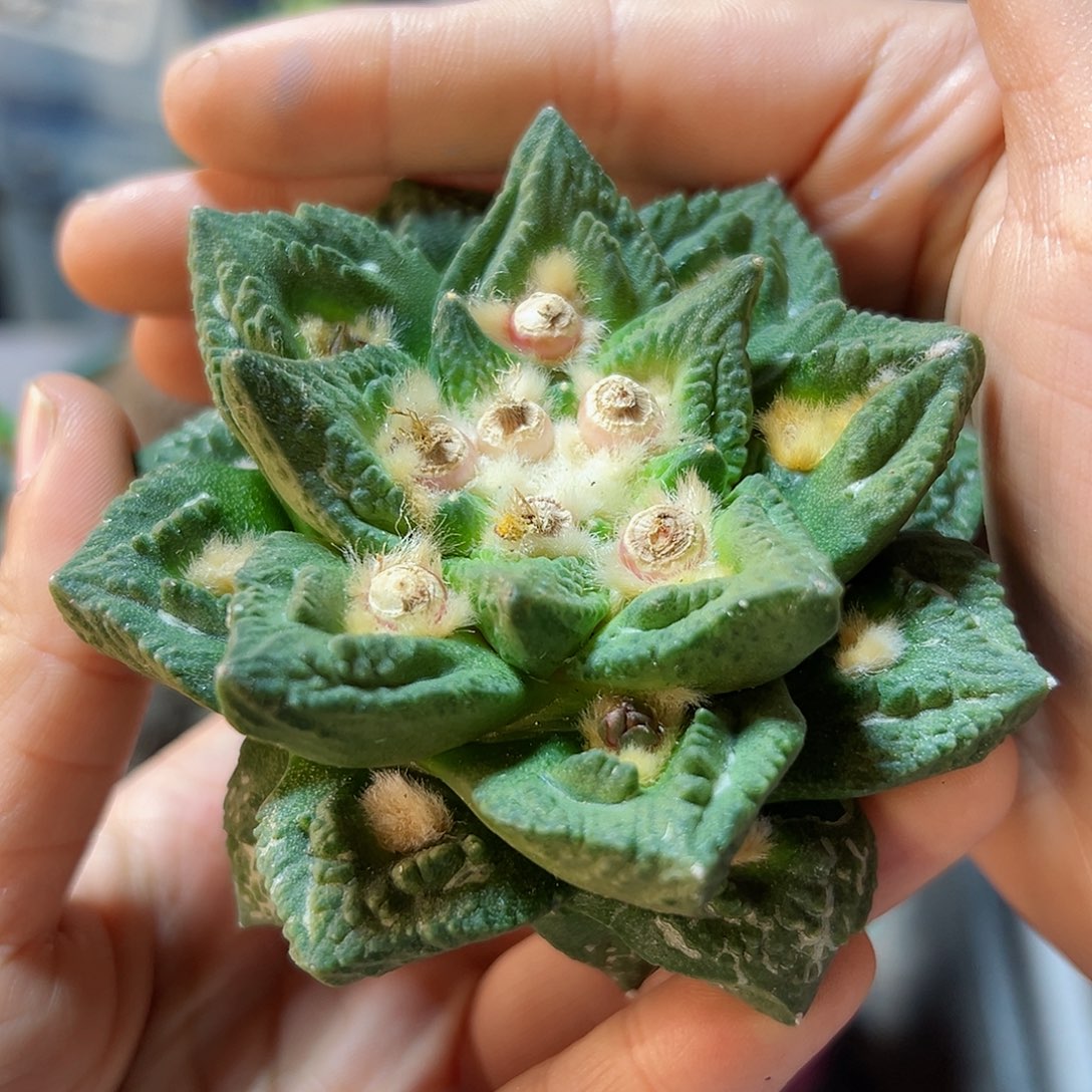 13号深割尤龟甲牡丹8.5公分