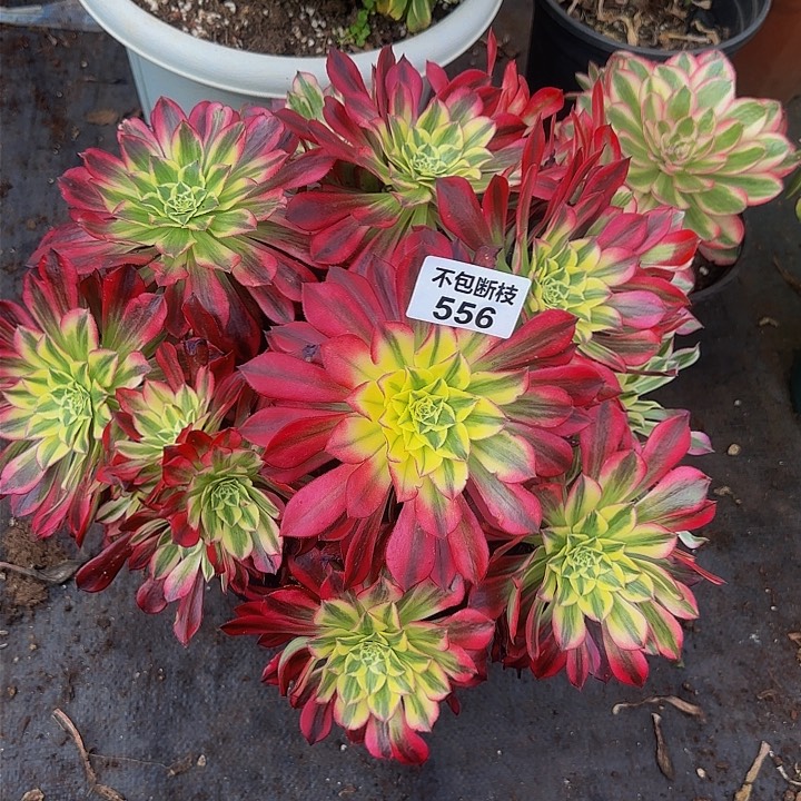 556多肉法师锦1111