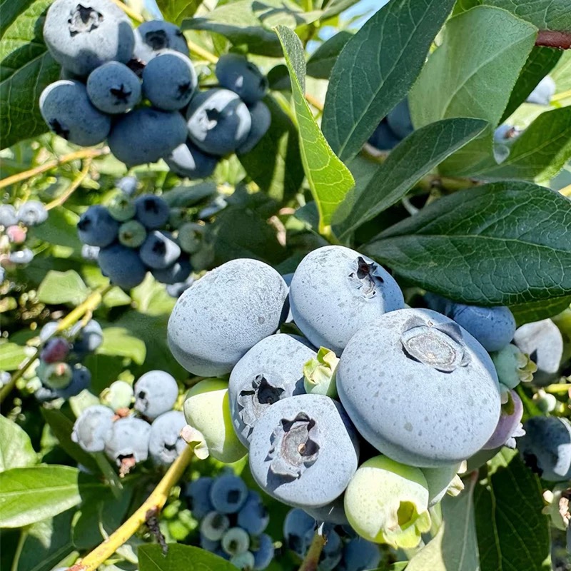 【买两斤送一斤】山东头茬露天蓝莓一年一波脆甜现摘宝宝放心吃顺丰