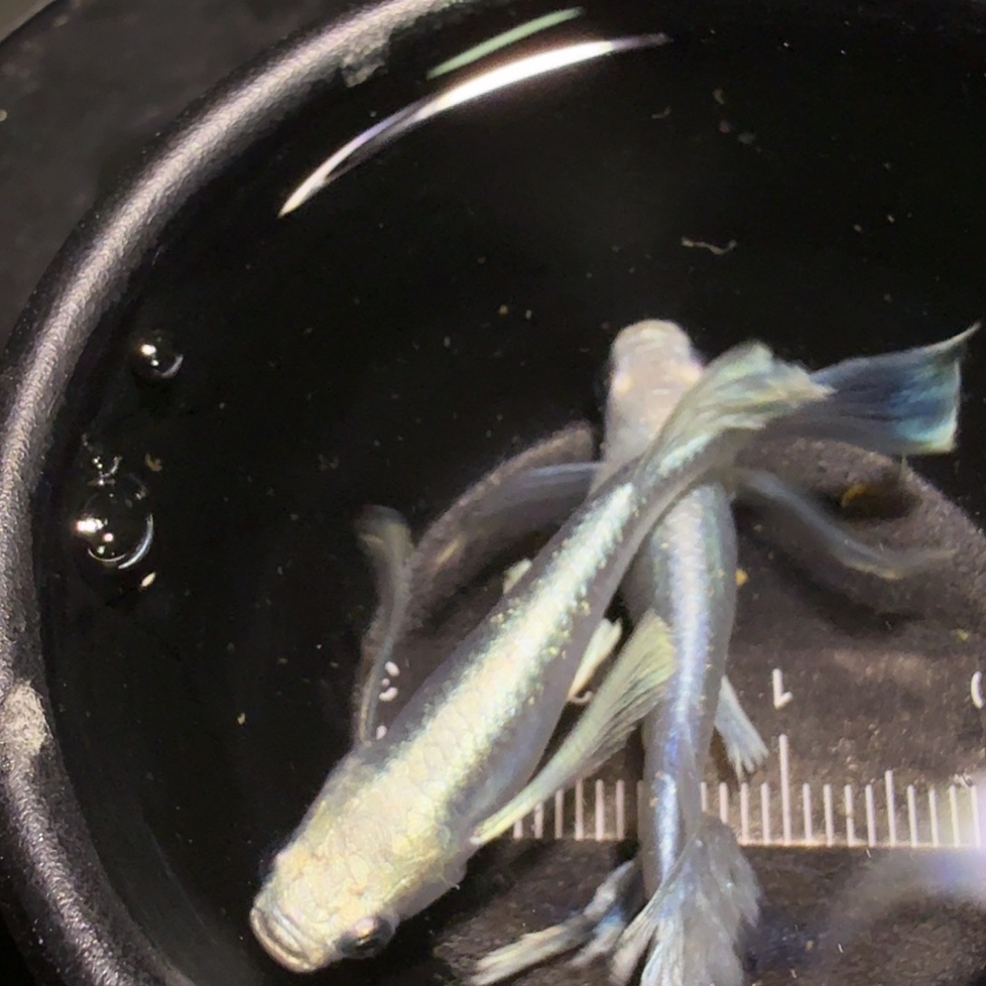 青鳉鱼一物一拍144