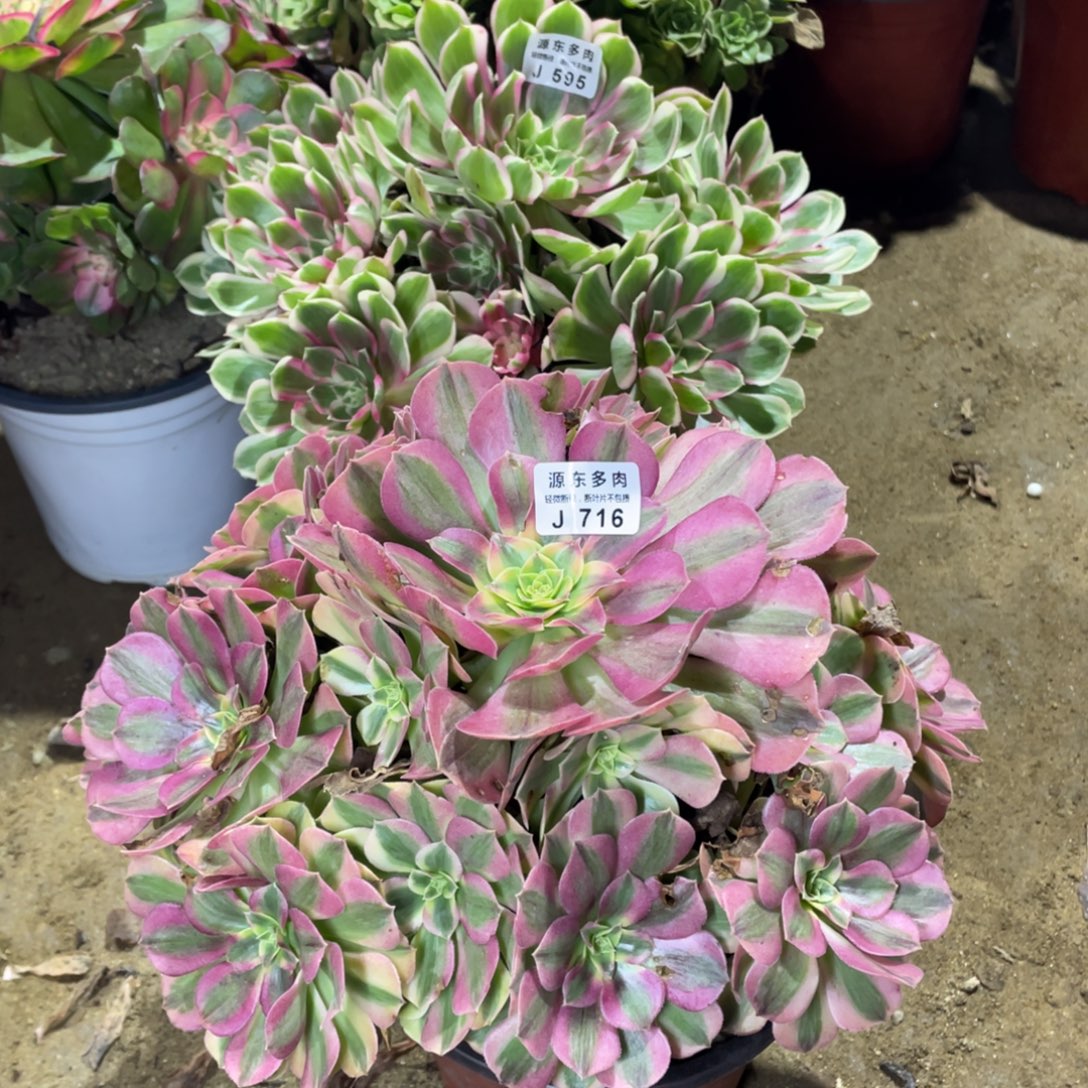 716雨荷多肉法师断枝不包