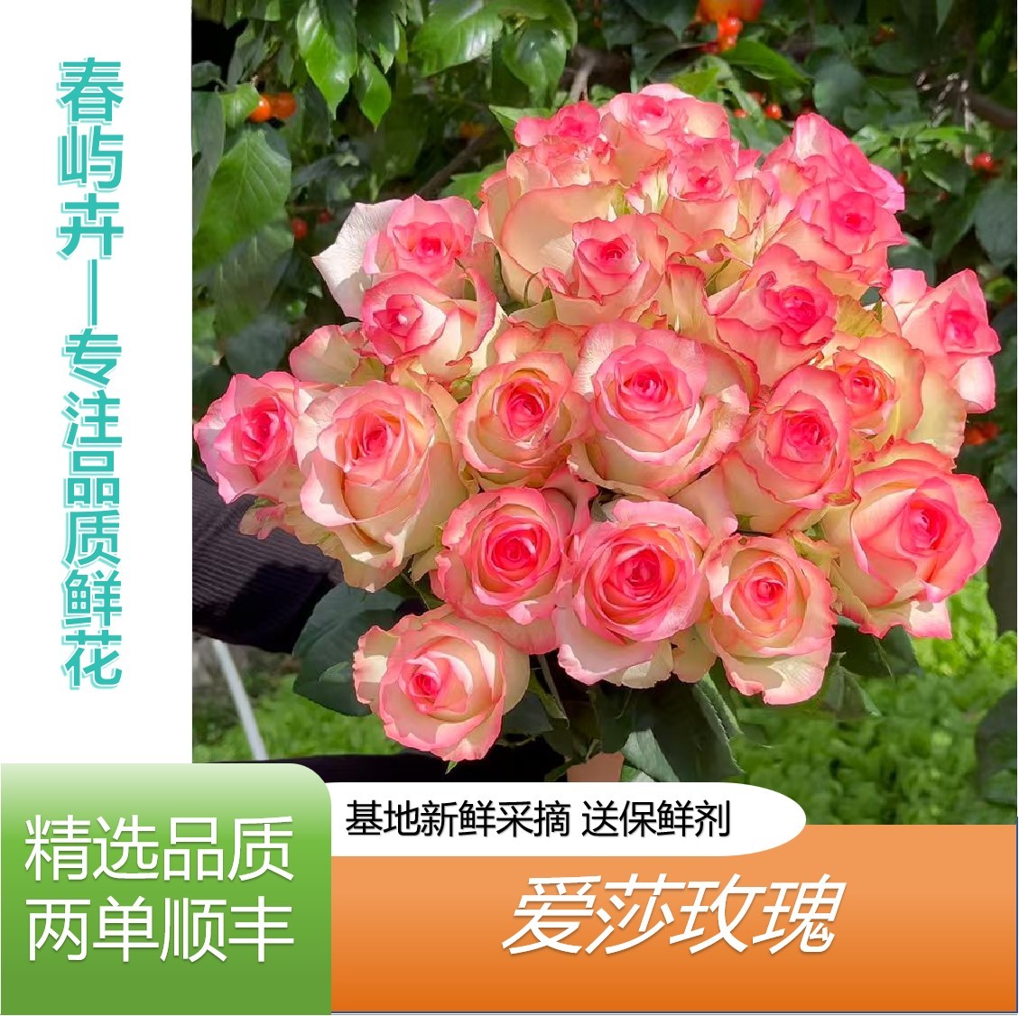 【爱莎玫瑰】云南基地直发任意拍两单顺丰 插花 鲜花直播间现场卖花