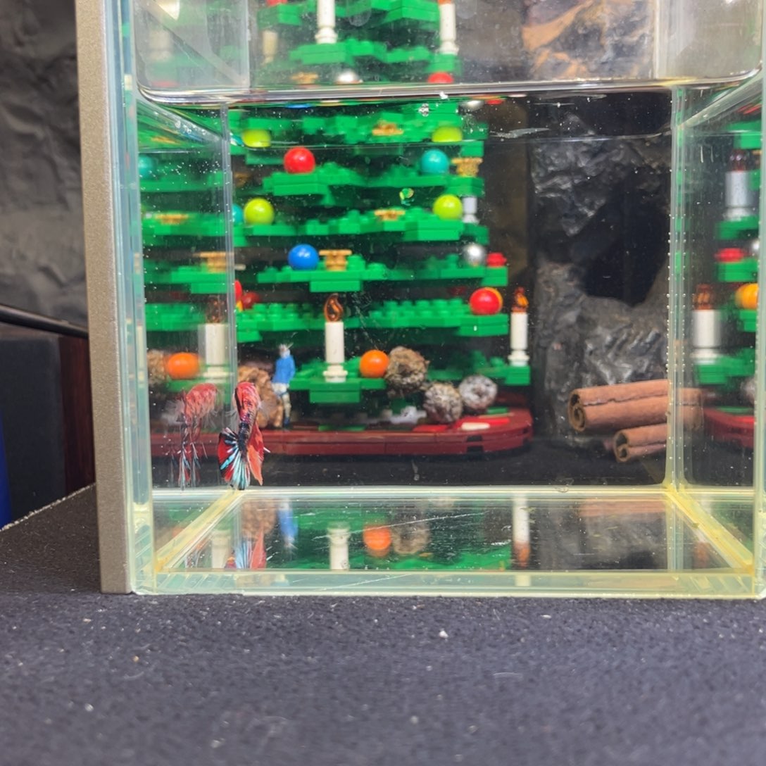 斗鱼十二月十四日竞价