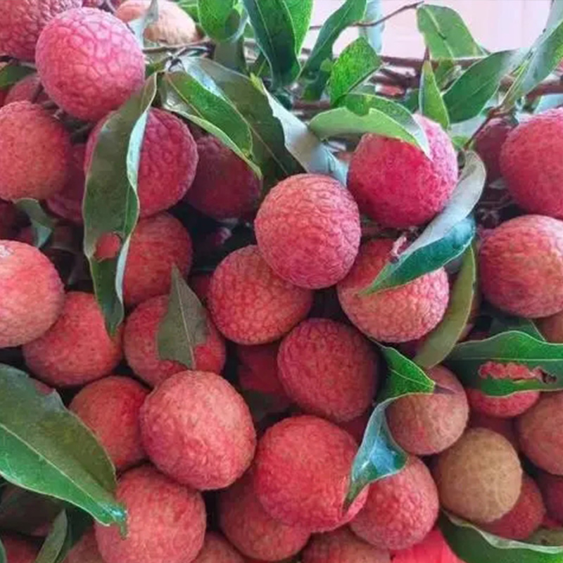 【冷链到家】广东高州老树白蜡荔枝现摘现发纯甜爆汁肉厚孕妇水果