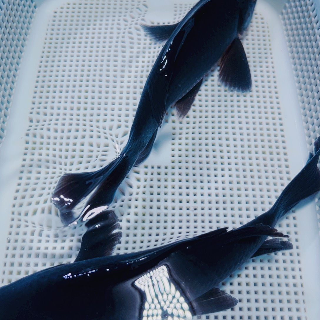 海水鱼锦鲤冷水观赏鱼