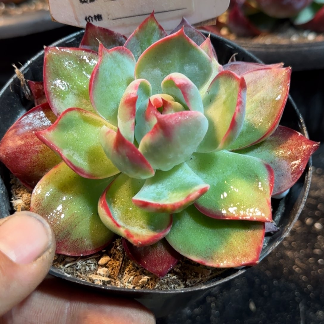 惊鸿一物一拍包装收缩花旱743