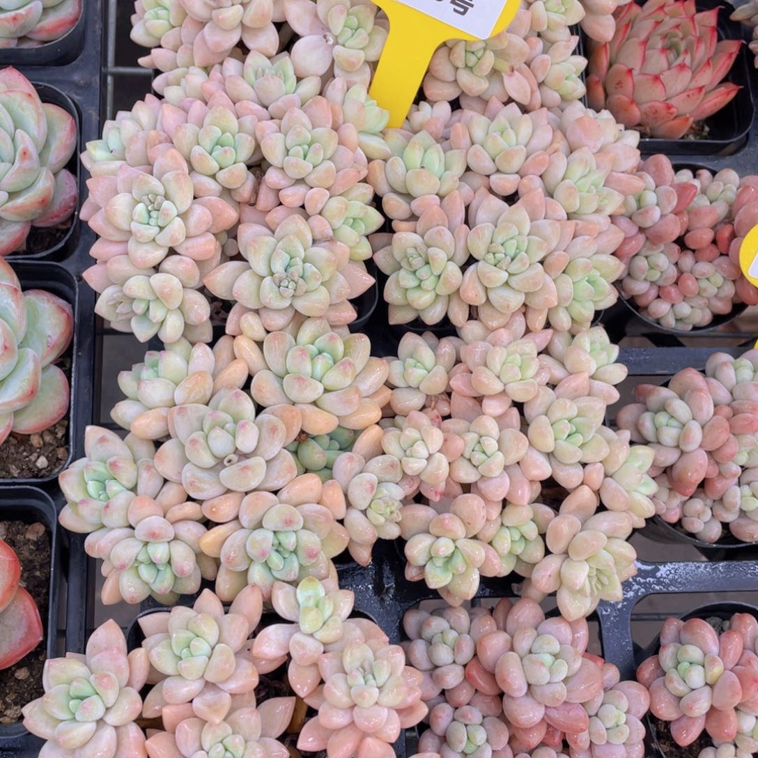 876号 奶酪蛋糕老桩手捧大群生一个m