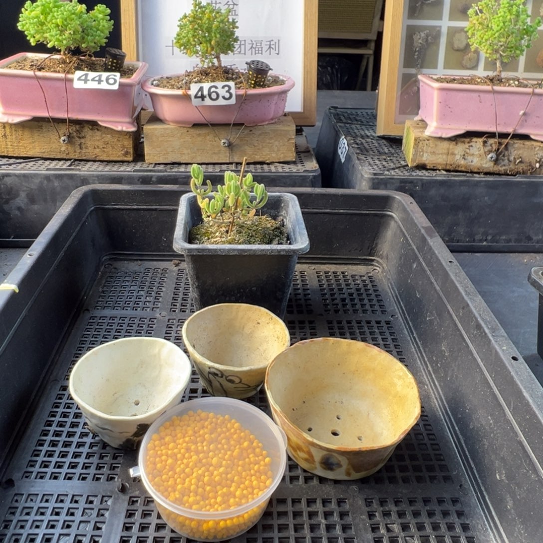 枝干番杏多肉植物472乐