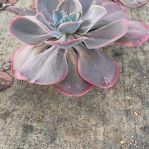 阆***狼A41号包菜系列天空之城1棵