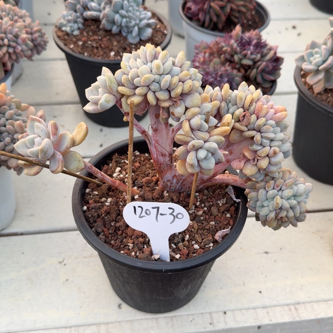 民***俗1207-30克洛伊缀化