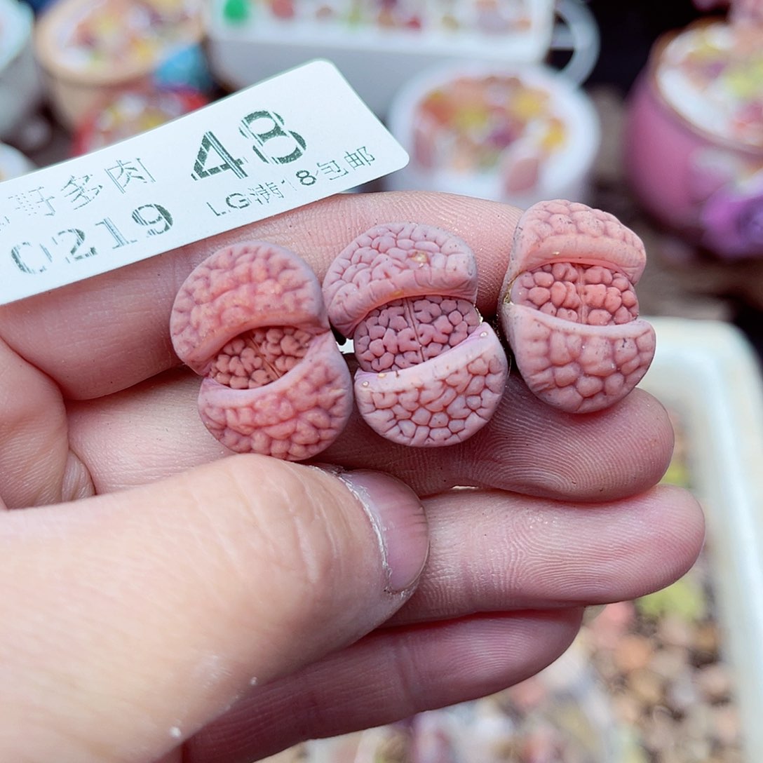 生石花满18包邮19-48