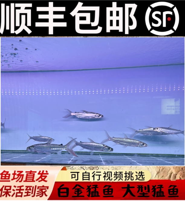 白金猛鱼 黄金猛鱼 黄金河虎 大型猛鱼 活体 加拉辛猛鱼 