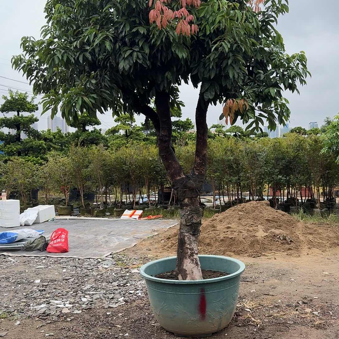 用***7完全开放果树果树果树1111111