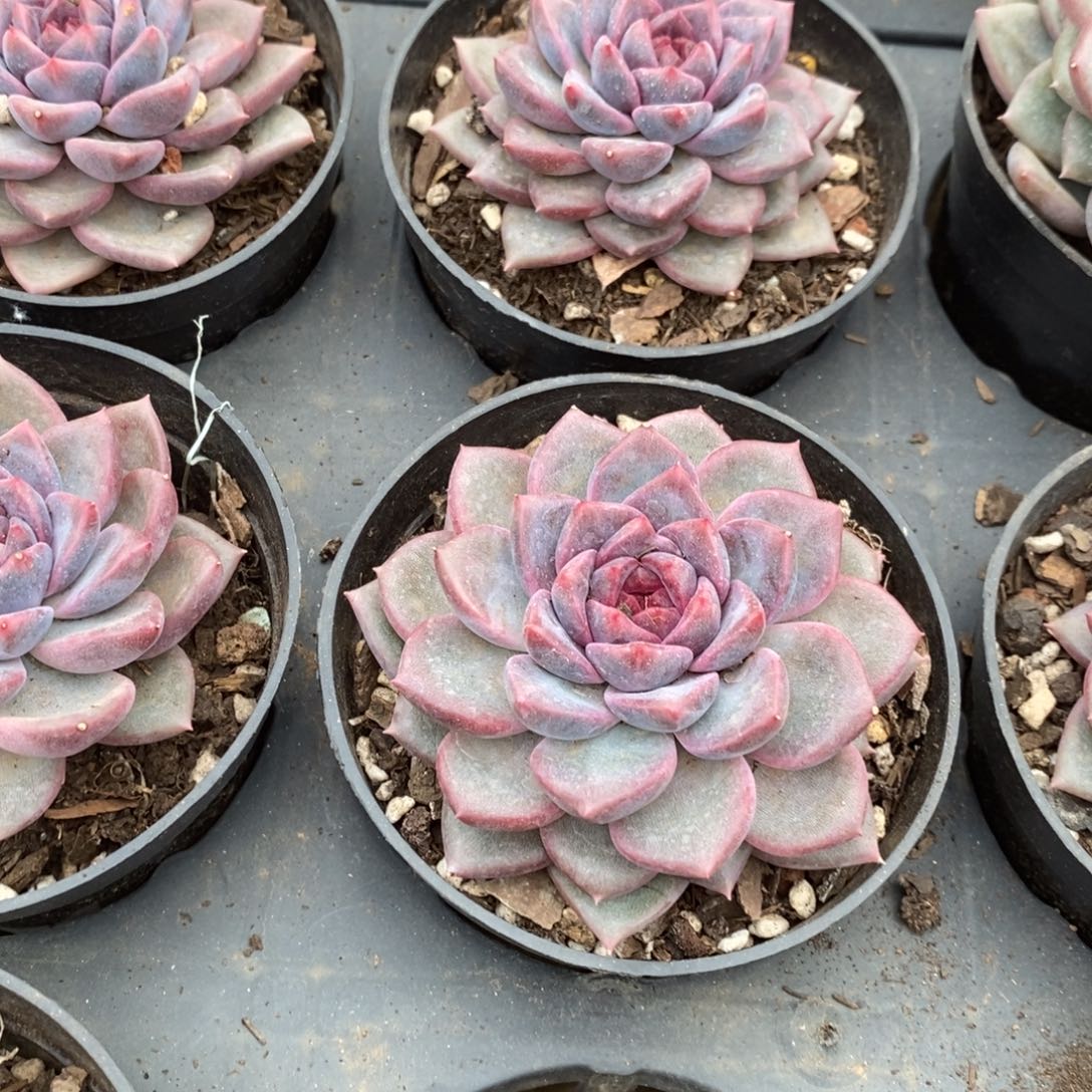 142。红星五号。单头。