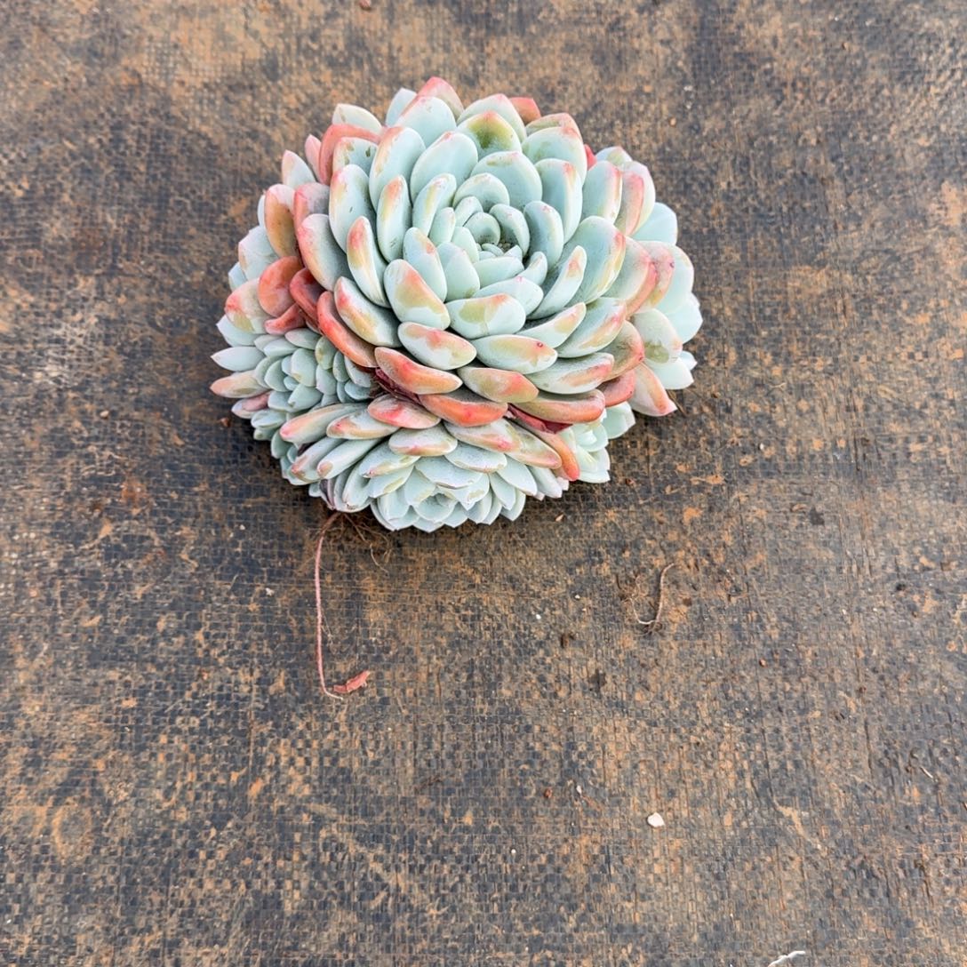 手捧冰玉多肉植物6号棚脱土的