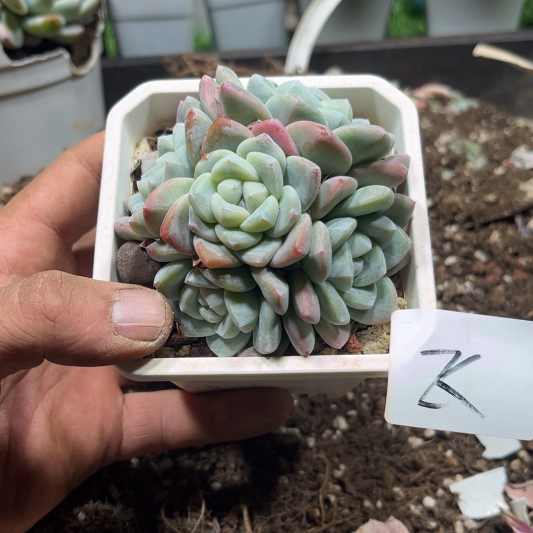 飞专拍冰玉群生5头