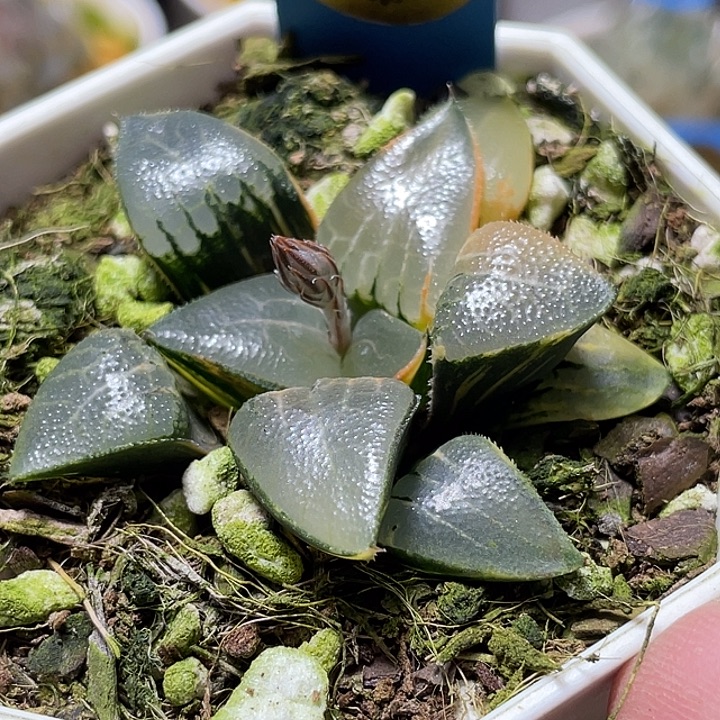 601冰河克锦福利一物