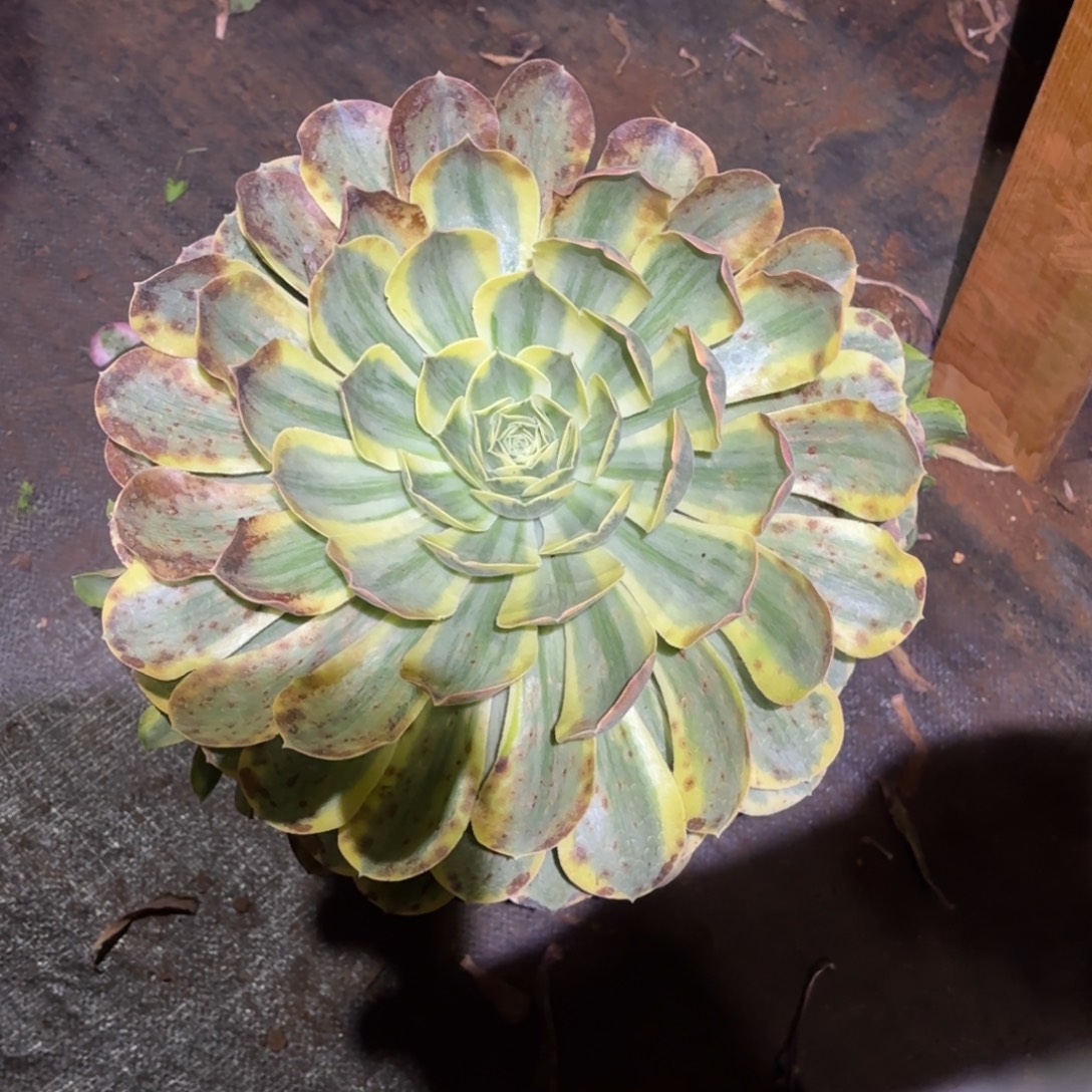 云南多肉植物香炉盘白锦