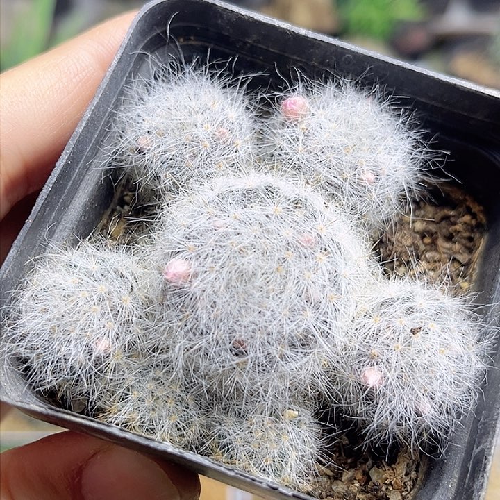 小惑星一颗一物一拍