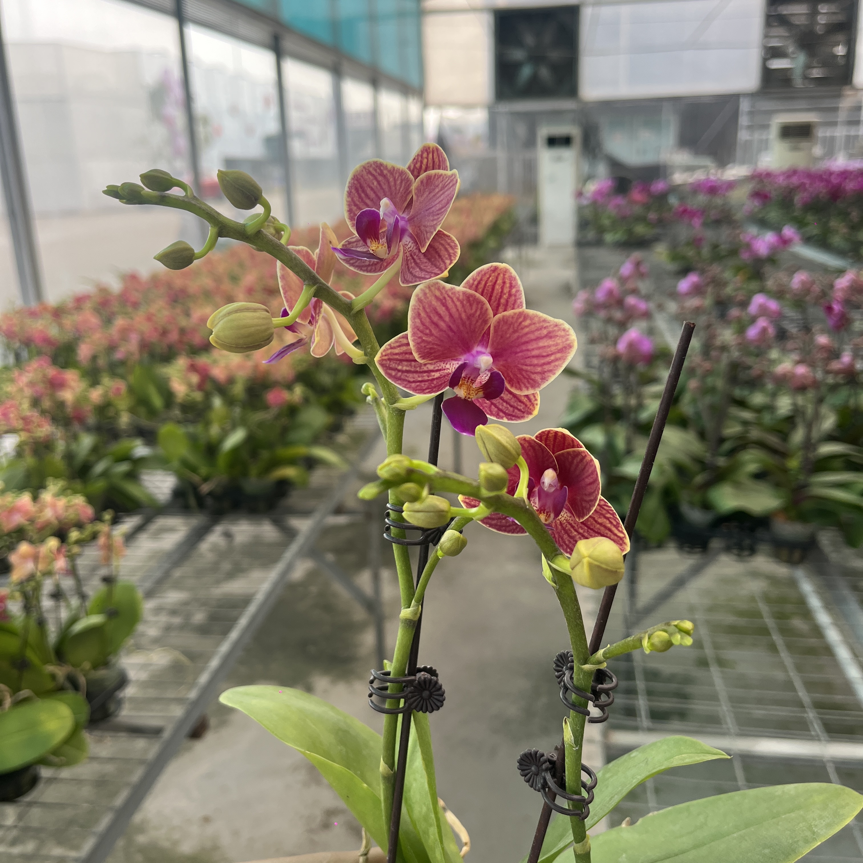 A19【金边玲珑】精品蝴蝶兰室内客厅高端花卉好养活优质花
