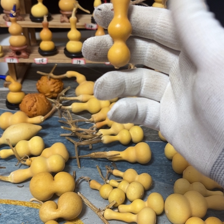 小****葫芦等各种各样品种