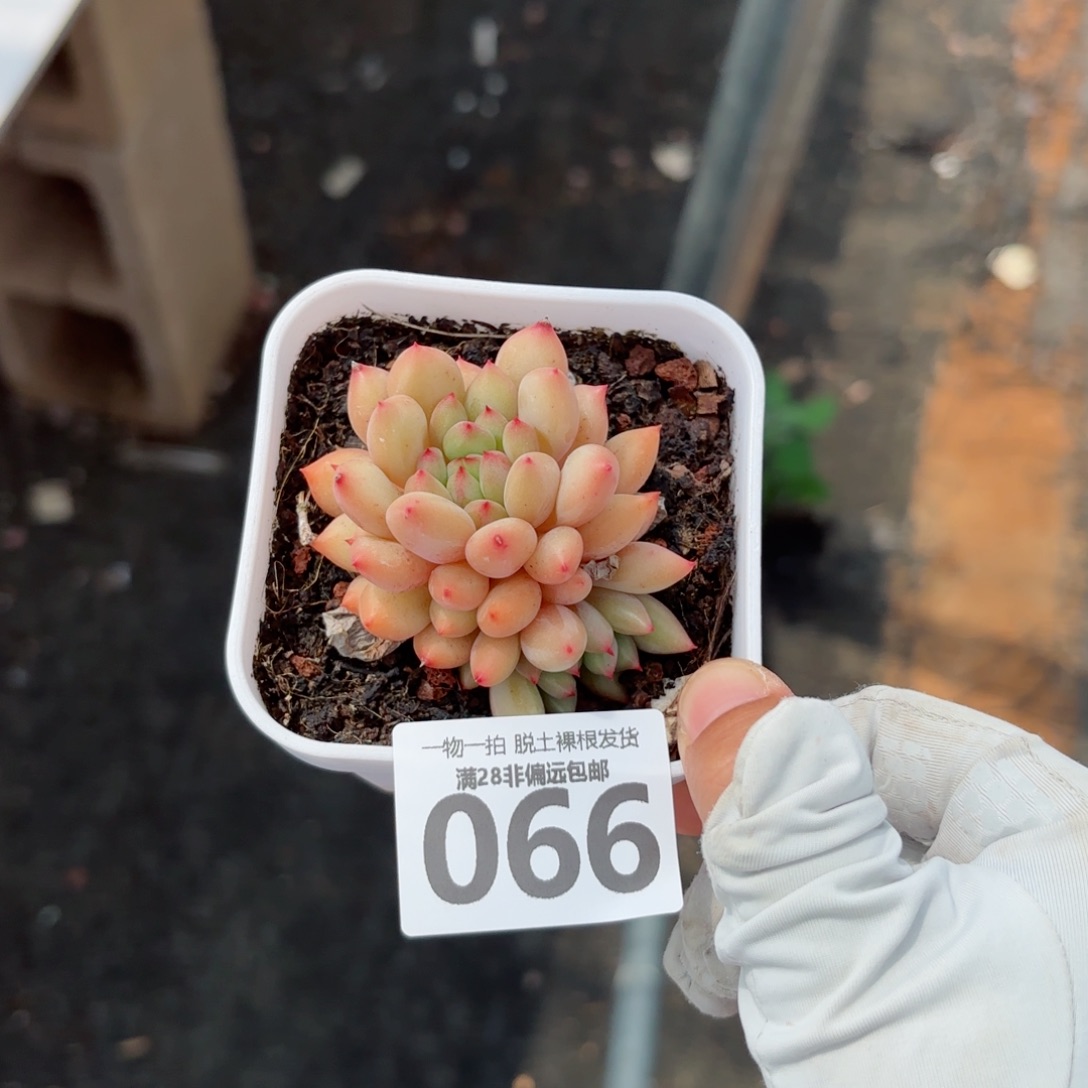 虞美人无盆土发货