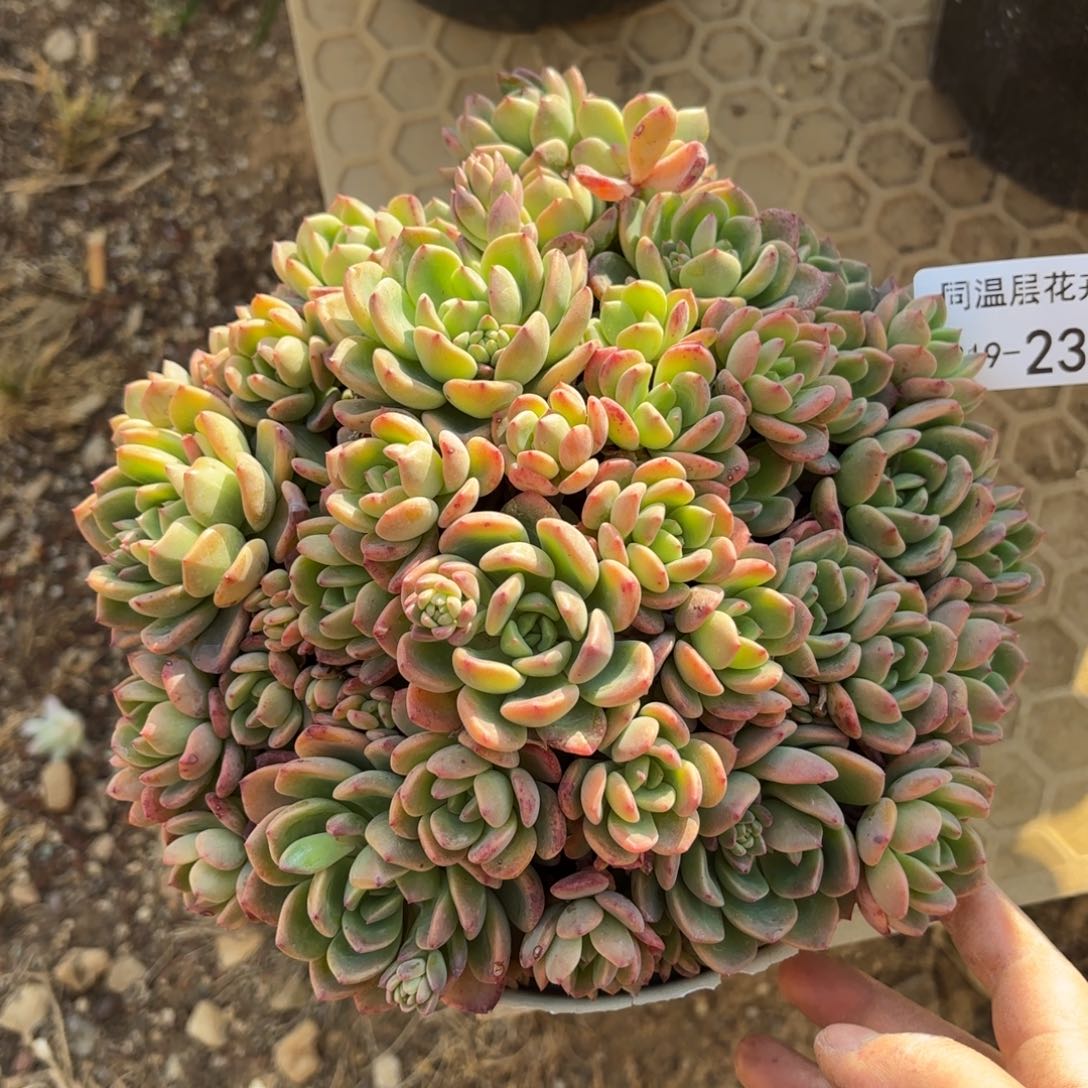 同温层多肉芬达239