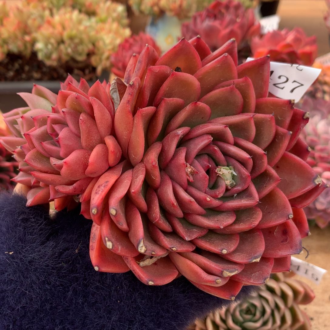 6427新年快乐发发发