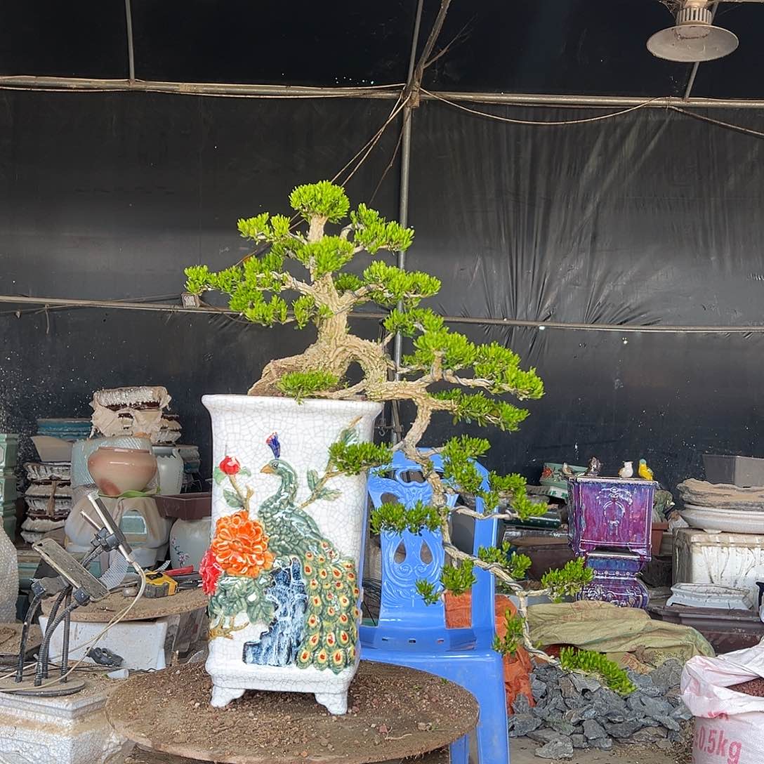 无花朵广东雀舌黄杨盆景