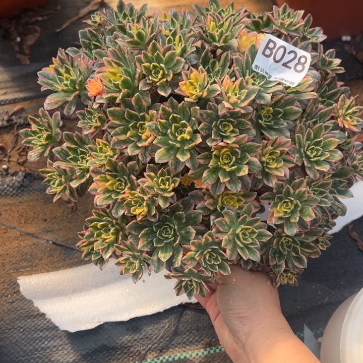 甜茶多肉植物028.