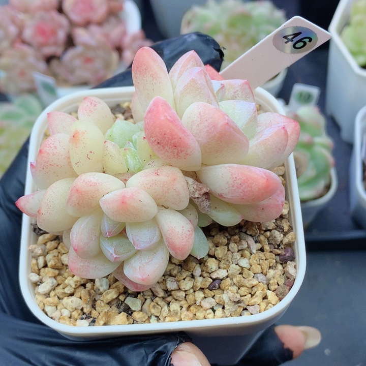 麦秆58包邮  群生不包整46