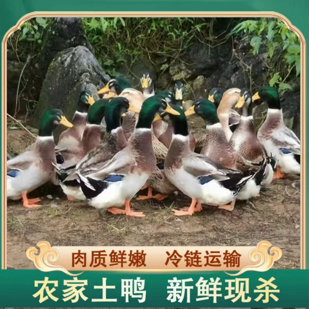 【兵哥】农家放养土鸭子 2只净重共5-6斤 非老鸭 冷链运输