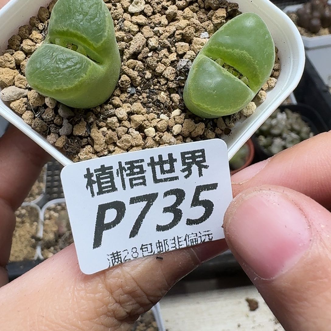 多肉植物的人生fhh