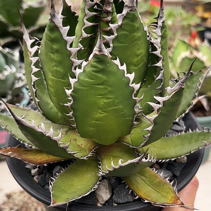 潮流植物美版強密刺霍利达