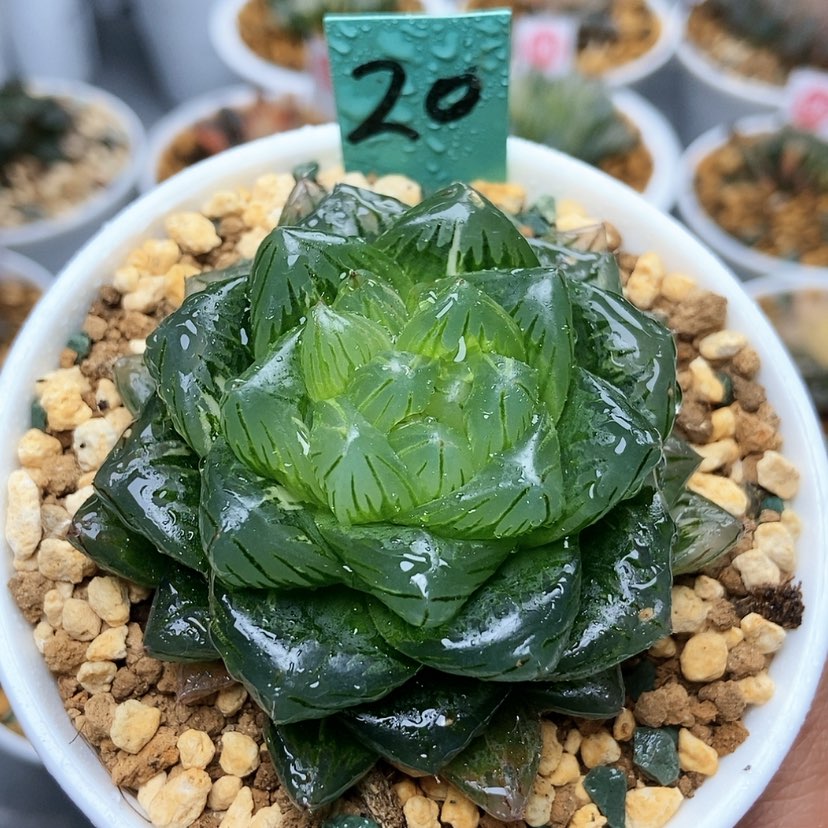 【闪购商品】20龙鳞