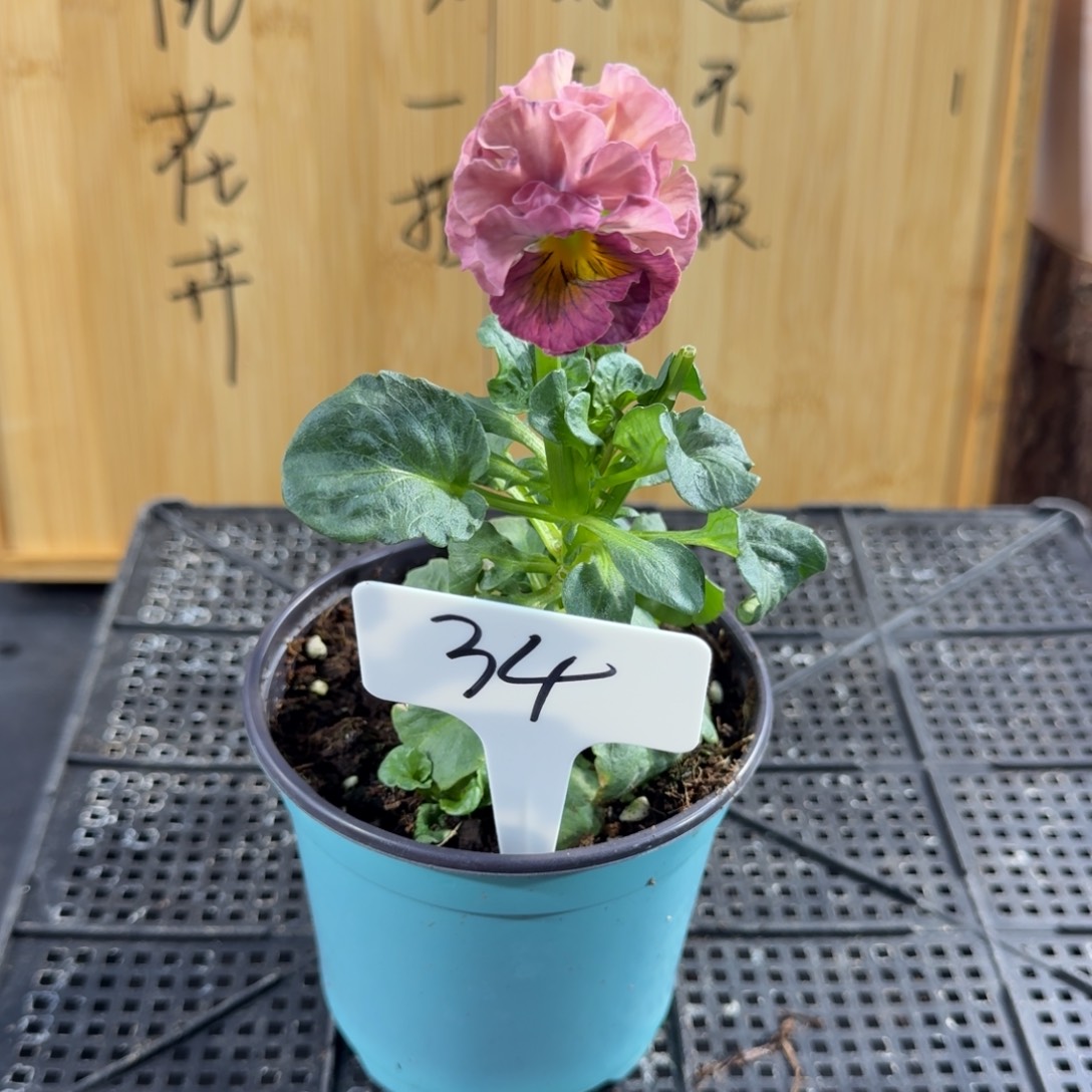 完全开放34号原种礼服粉色