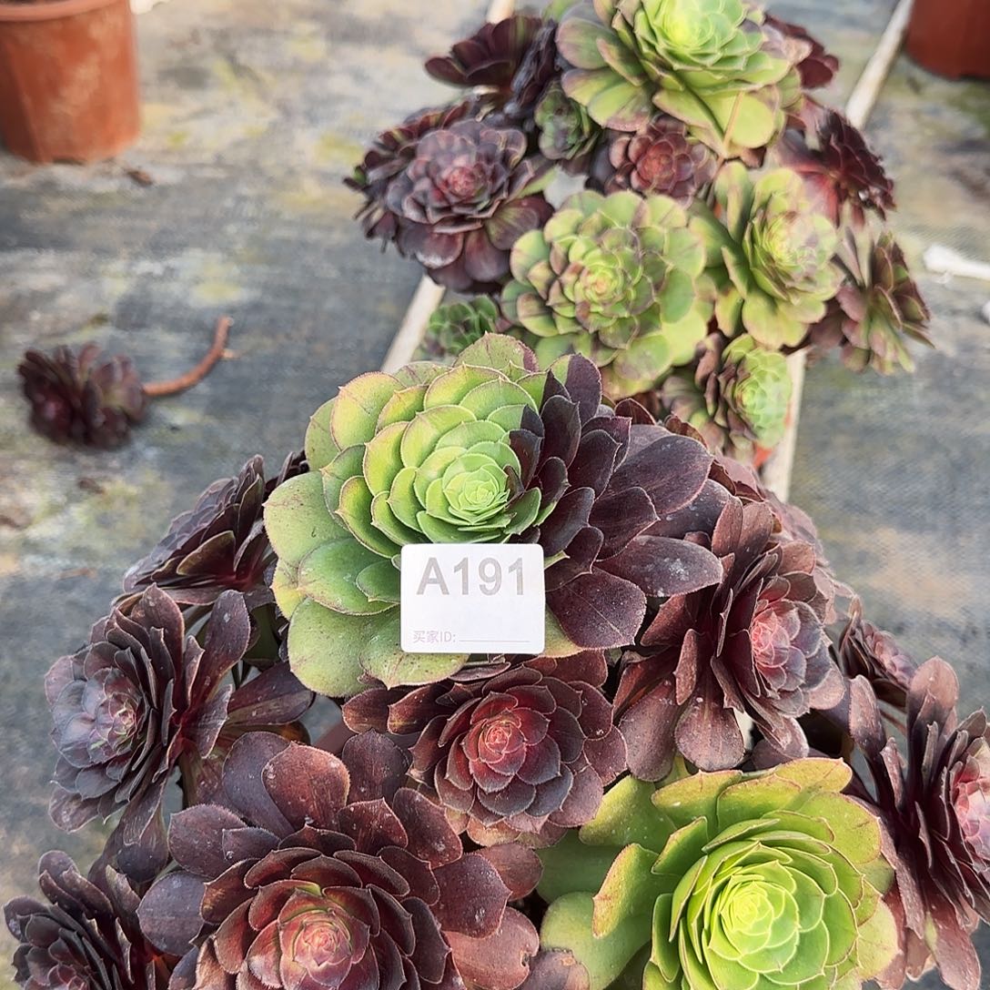 轻***r花月夜191法师多肉