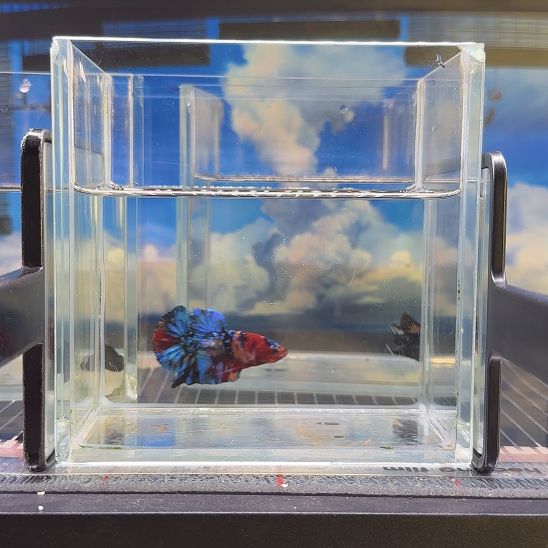 斗鱼超香小鱼精品将军