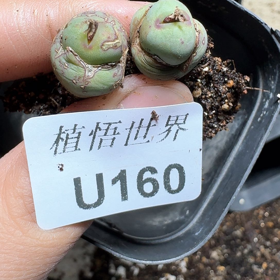 160号多肉植物哇fv