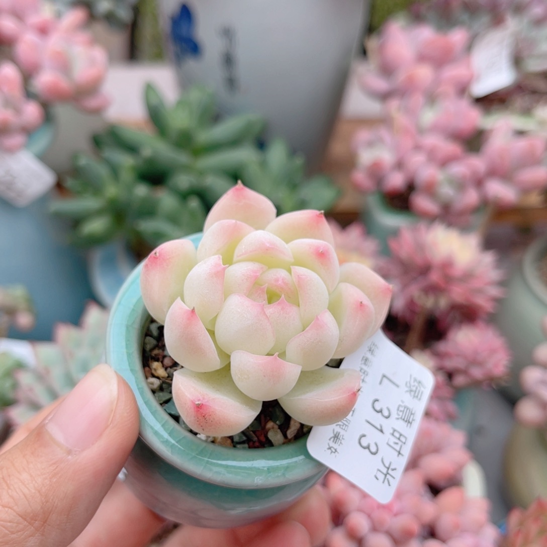 313 麦秆女王 带陶瓷盆发货 一物一拍