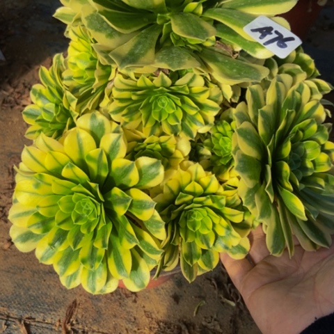 金丝翡翠多肉76多肉