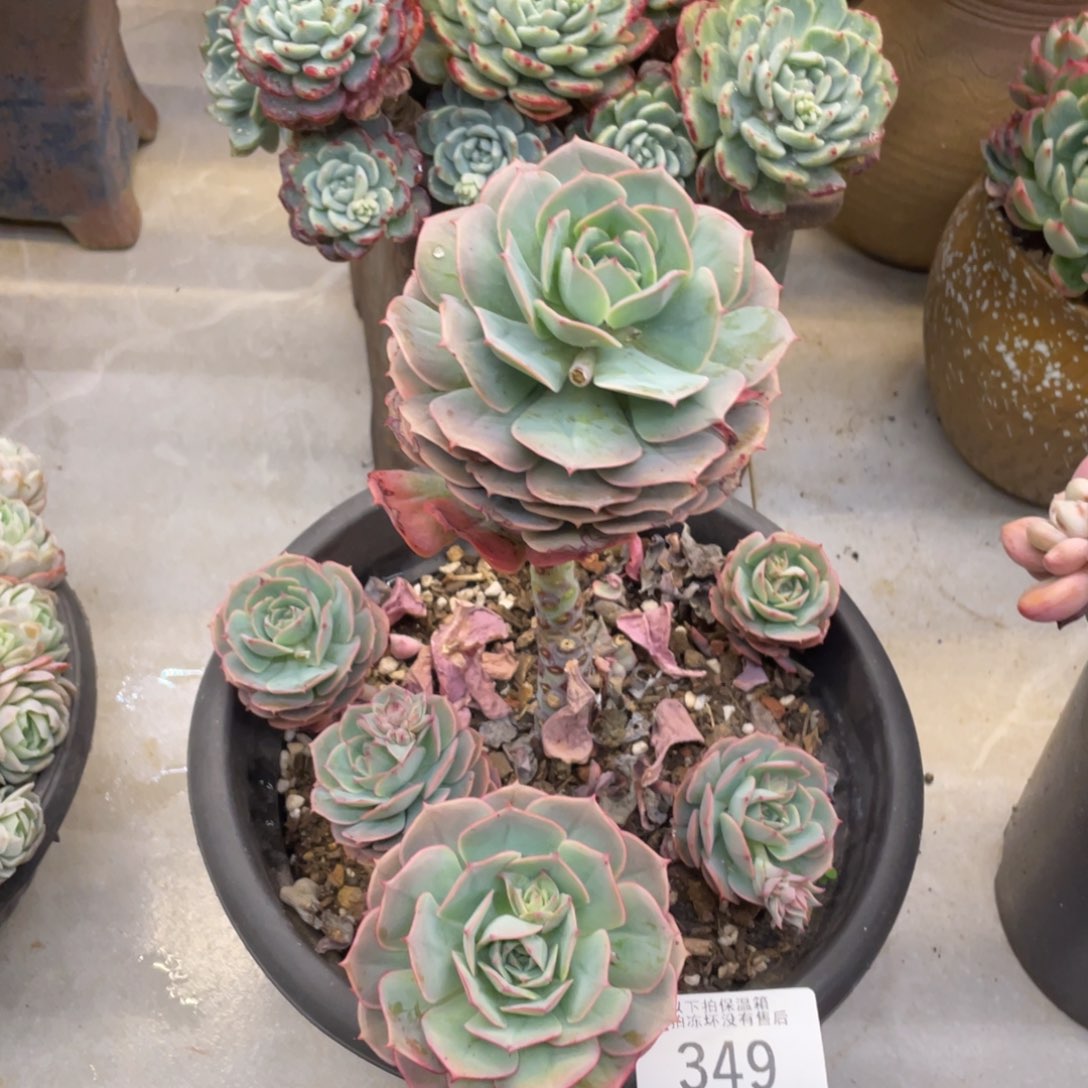 黑大帅多肉349玫瑰