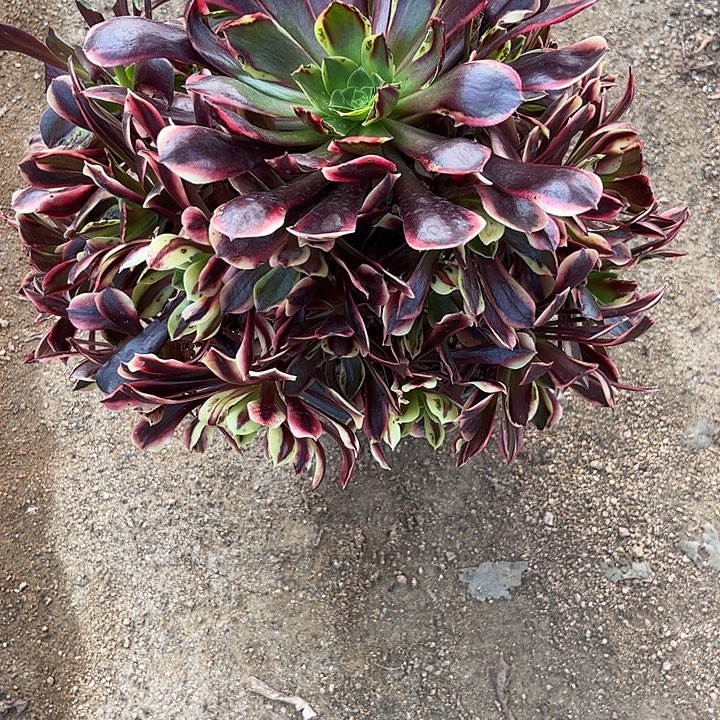 多肉植物欧嘉莉锦………………