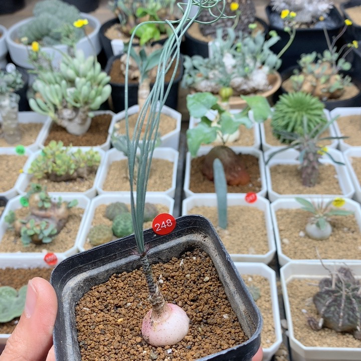 Gv弹簧草母本带盆1.8cm