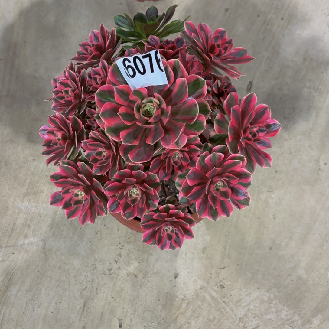 无花朵6076女妖1111111