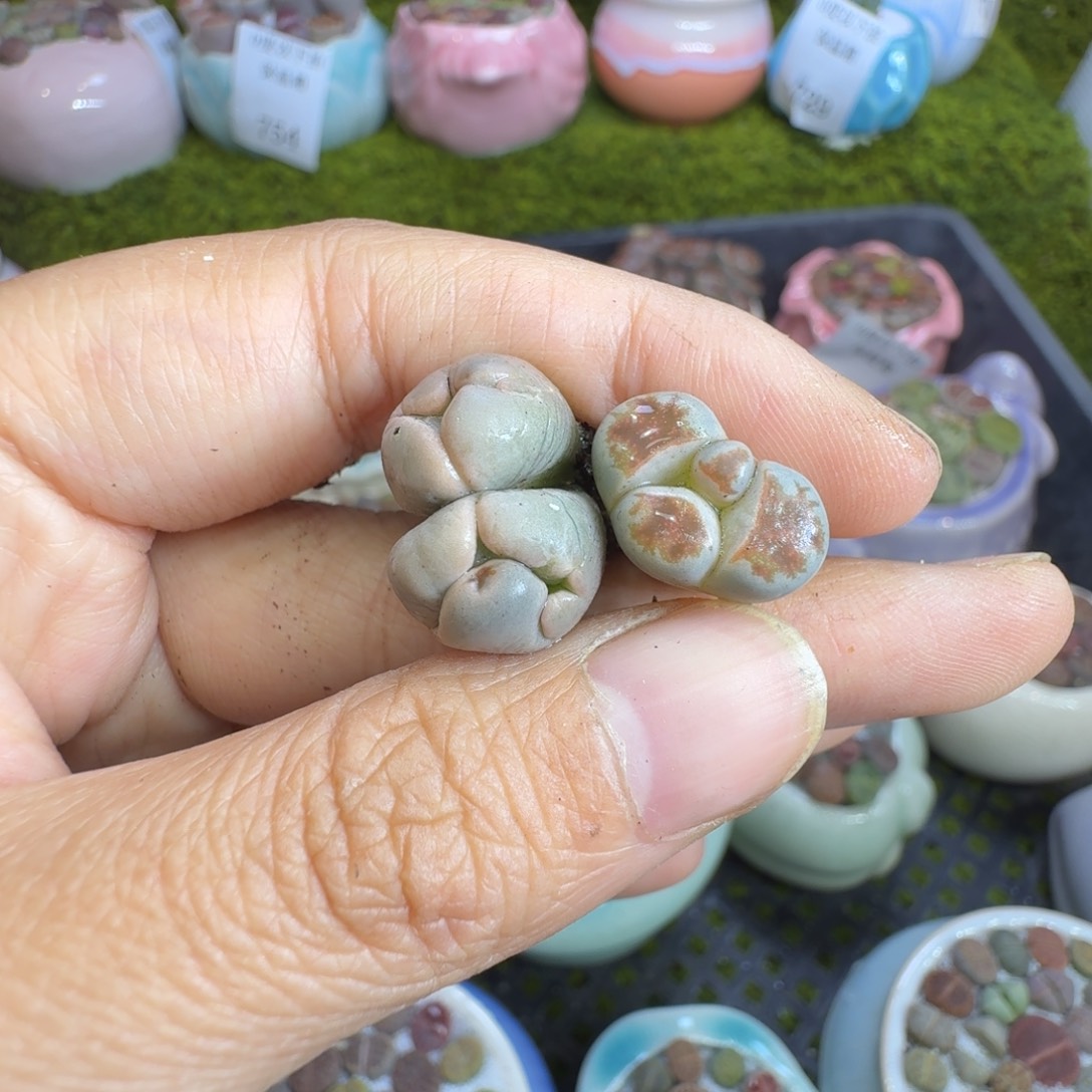 小***宝多肉植物福利冲764