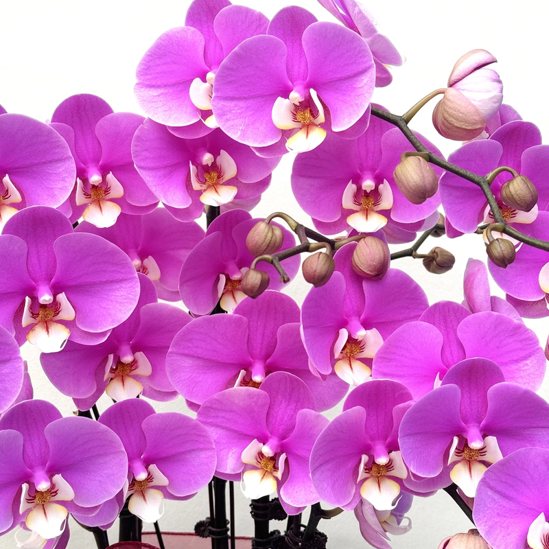 蝴蝶兰（安娜）欧品高货高档大气大花型高级欧洲引进品种 基地直发