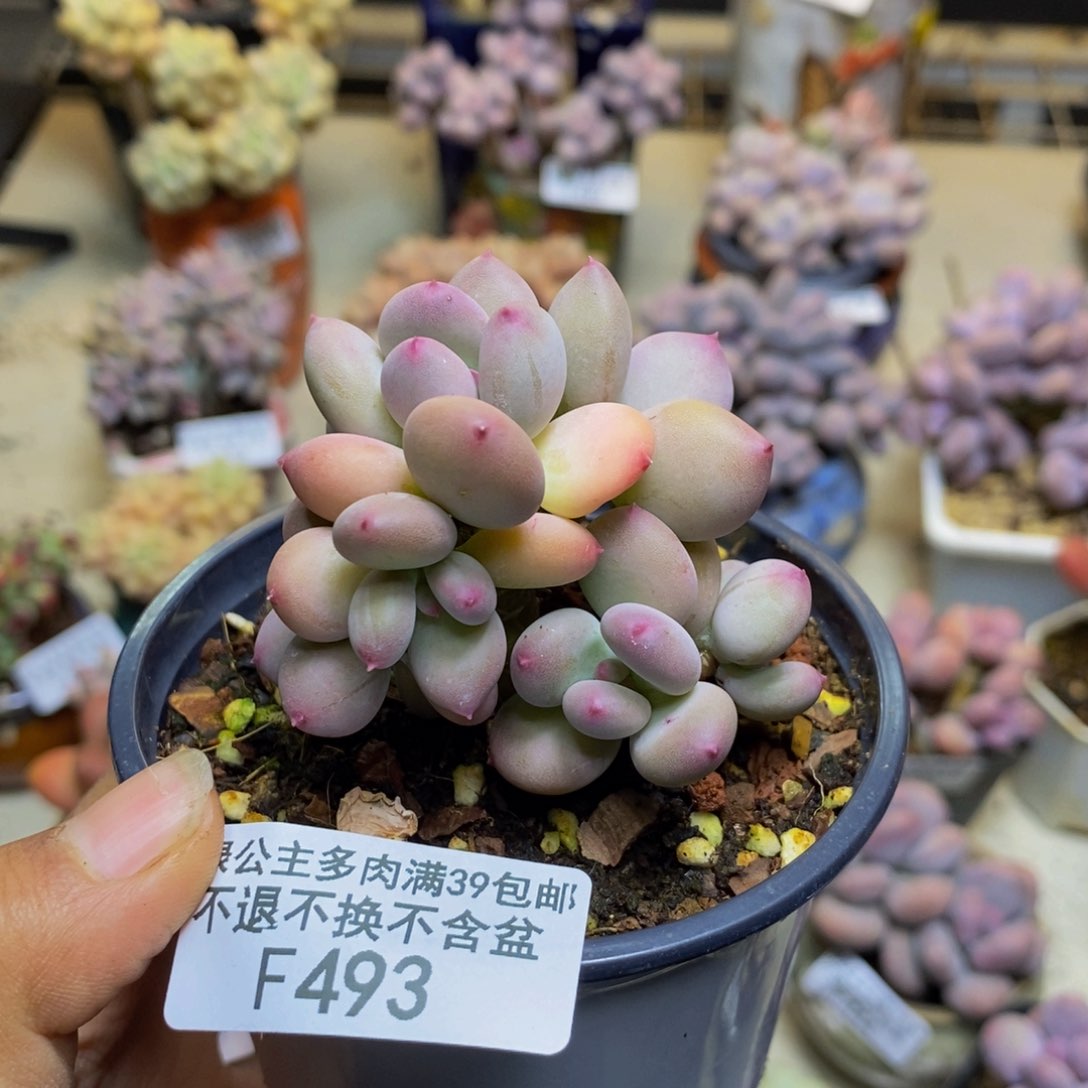 493苹果奶四代多肉5c m